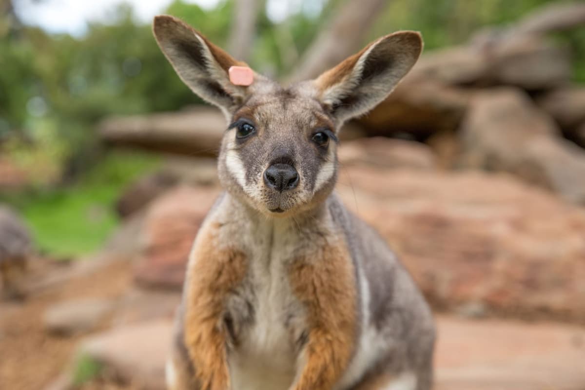 Australia Zoo 2