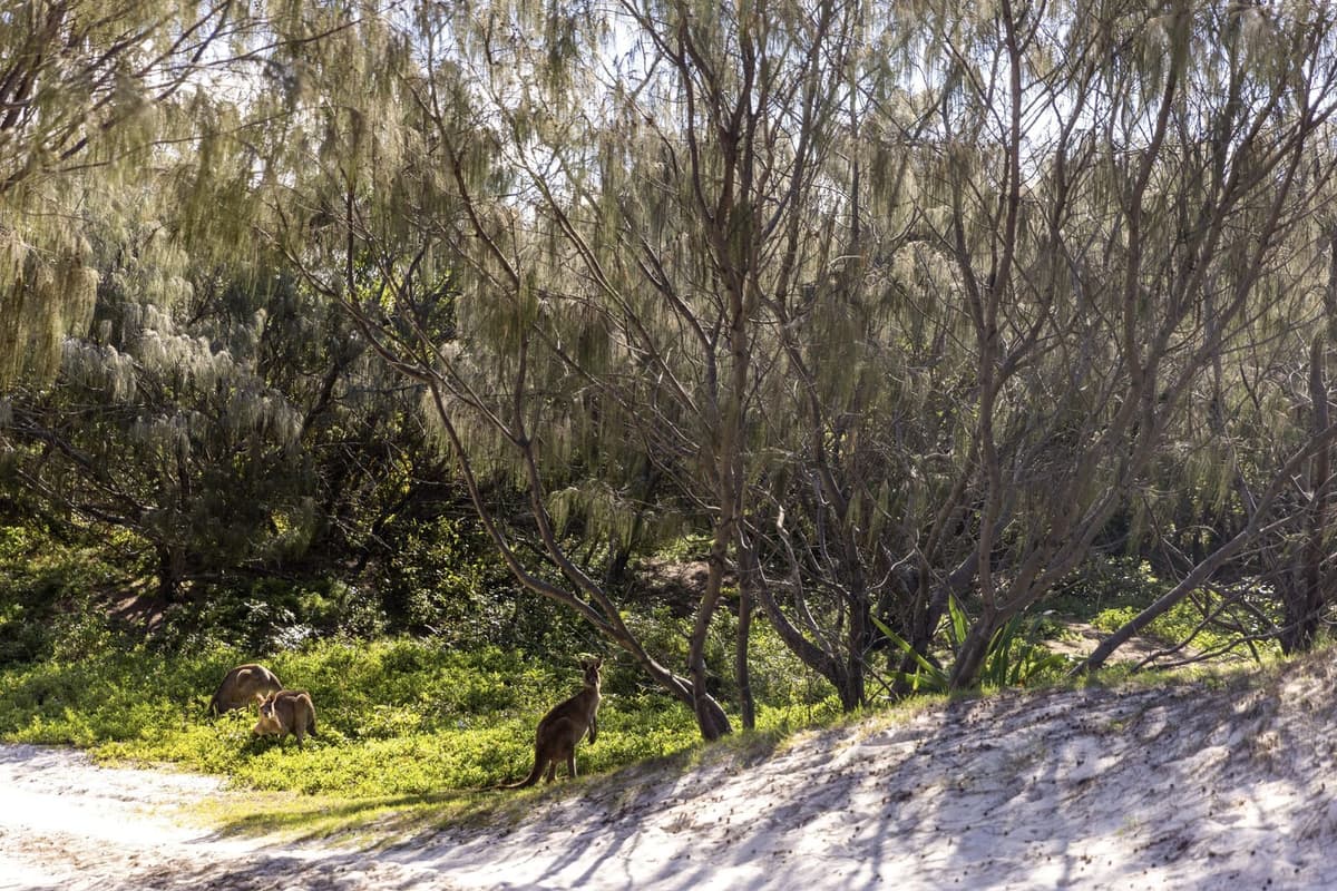 Bribie Island 3
