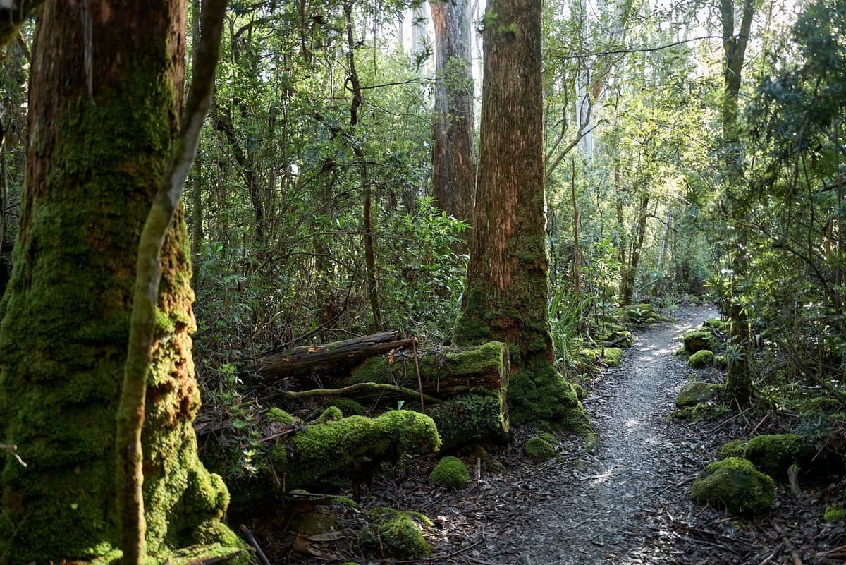 D'Aguilar National Park + Walkabout Creek 3