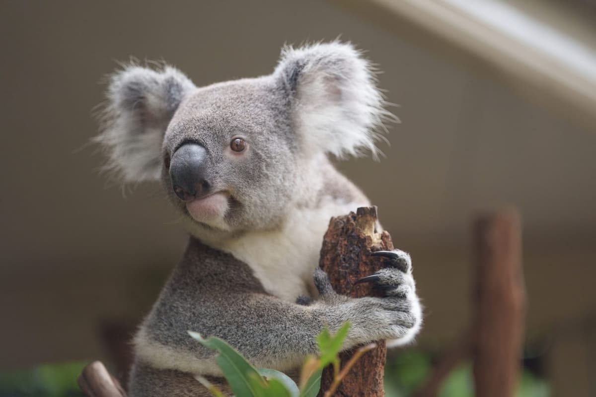 Lone Pine Koala Sanctuary 1