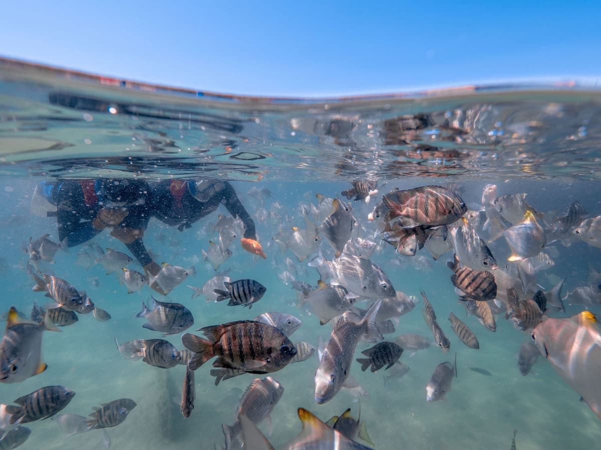 Moreton Island, Tangalooma Wrecks 3