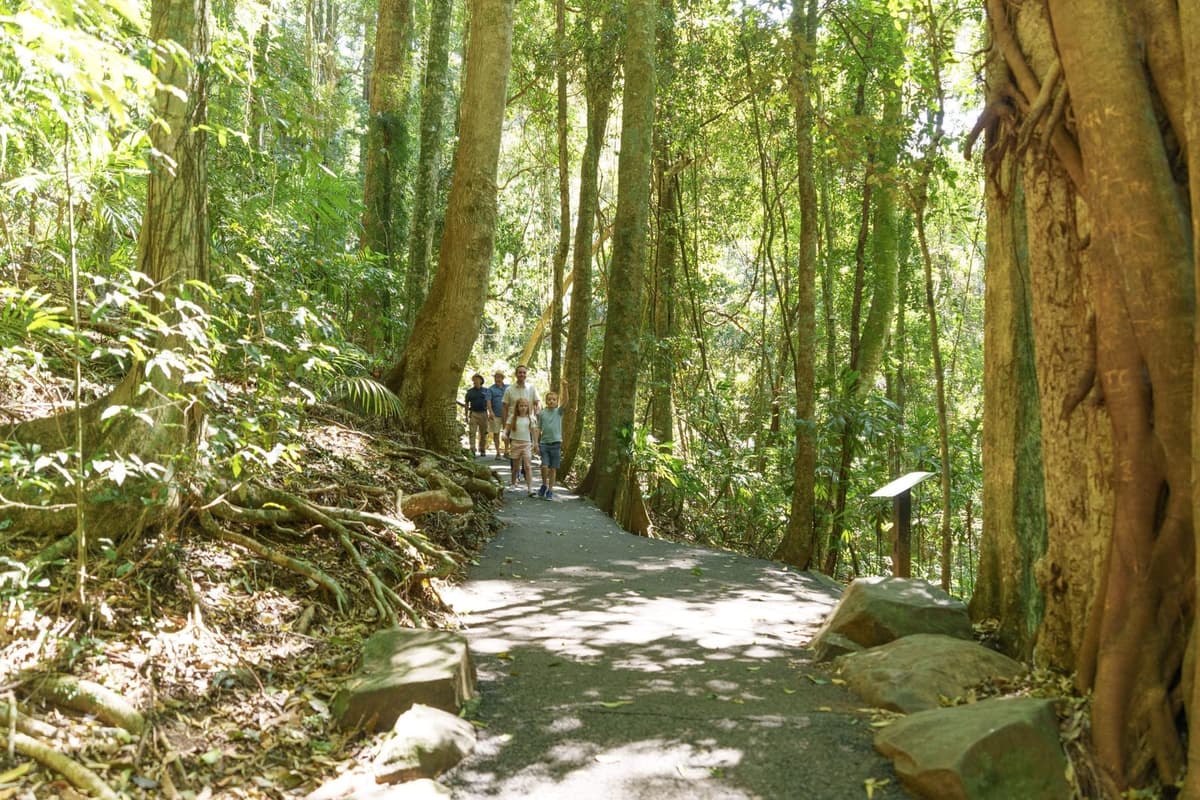 Springbrook National Park 3