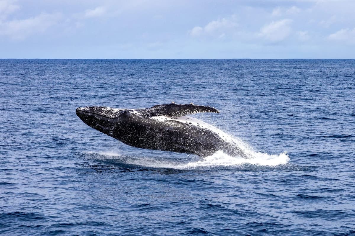 Whale Watching, Moreton Bay 1