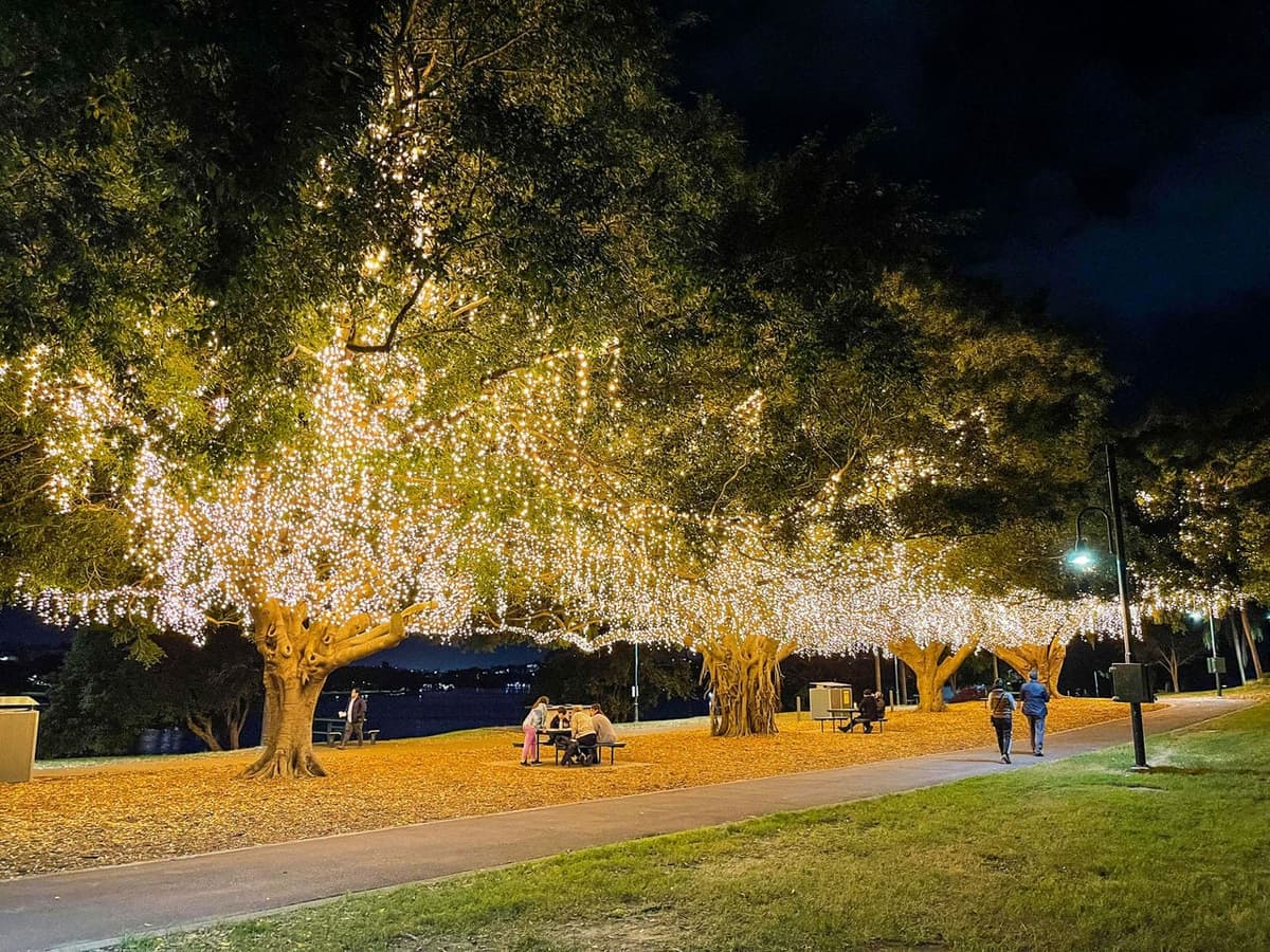 Mowbray Park Fig Tree Lights